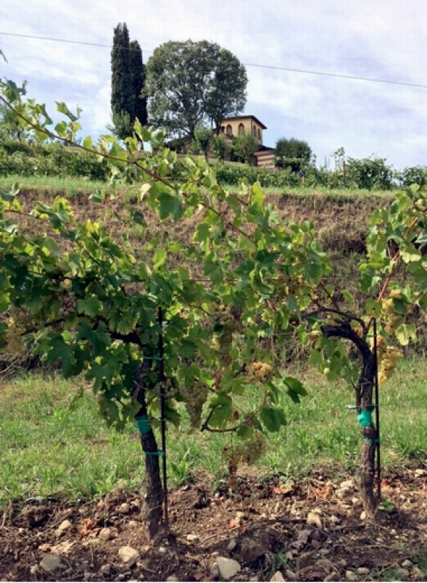 Berlucchi vendemmia l’Erbamat: sarà l’uva del futuro in Franciacorta?